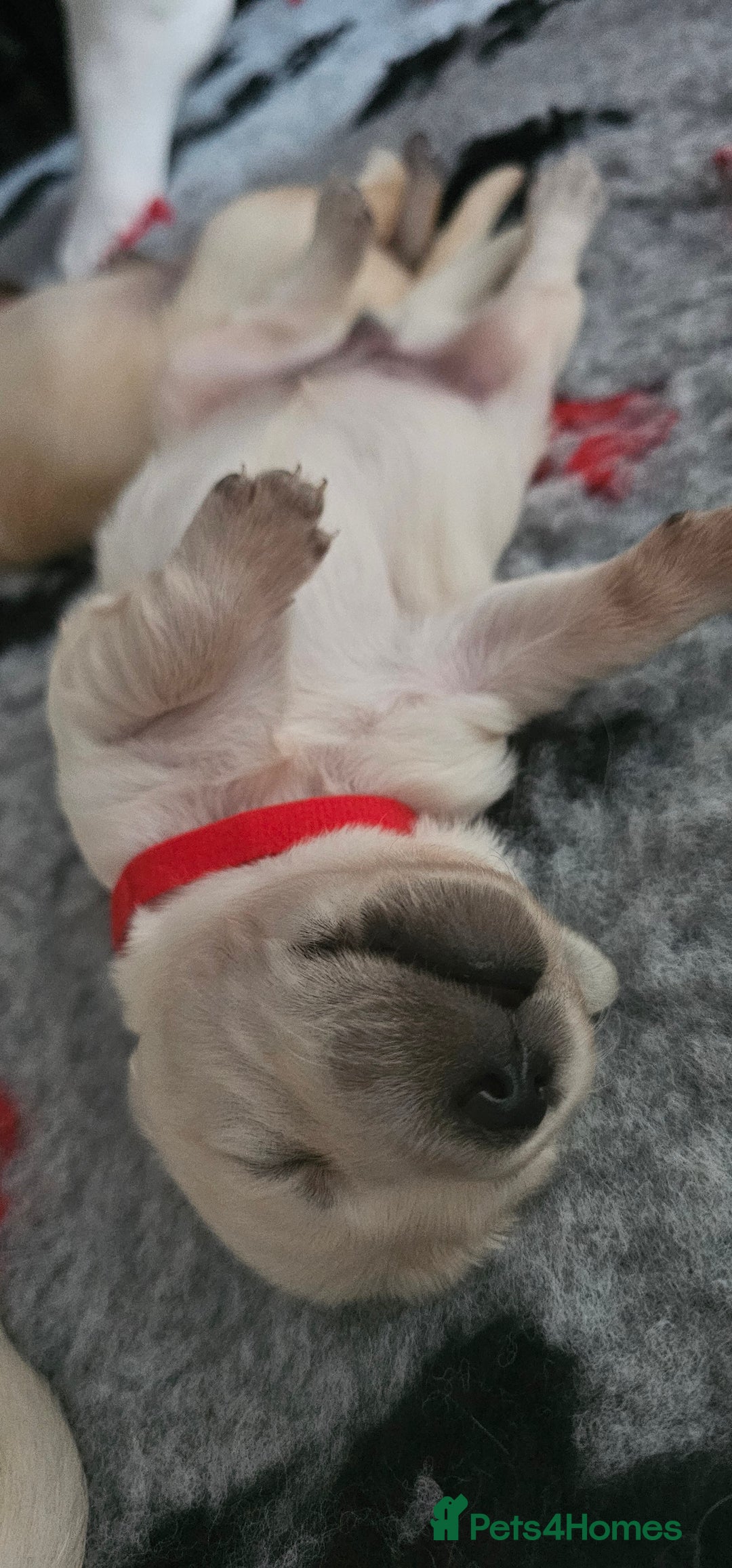 Golden Retriever dogs for sale: GOLDEN RETRIEVER PUPPIES - you will fall in love  - Image 2