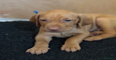 Hungarian Vizsla dogs - Advert 1