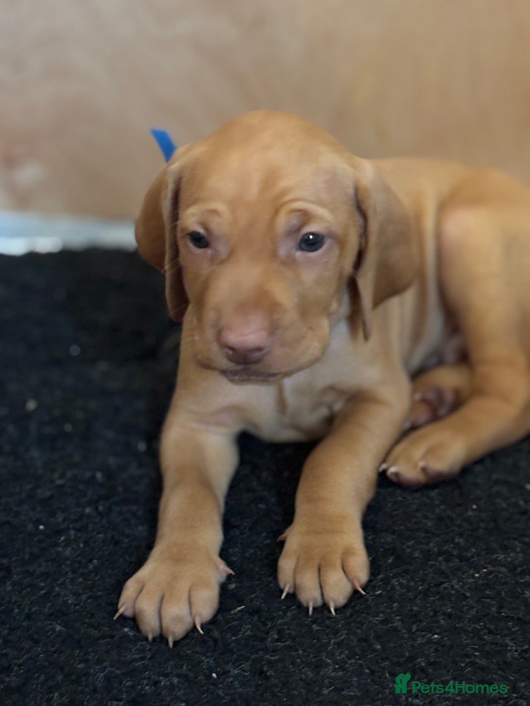 Hungarian Vizsla dogs for sale: Gorgeous Viszla Puppies - Image 2