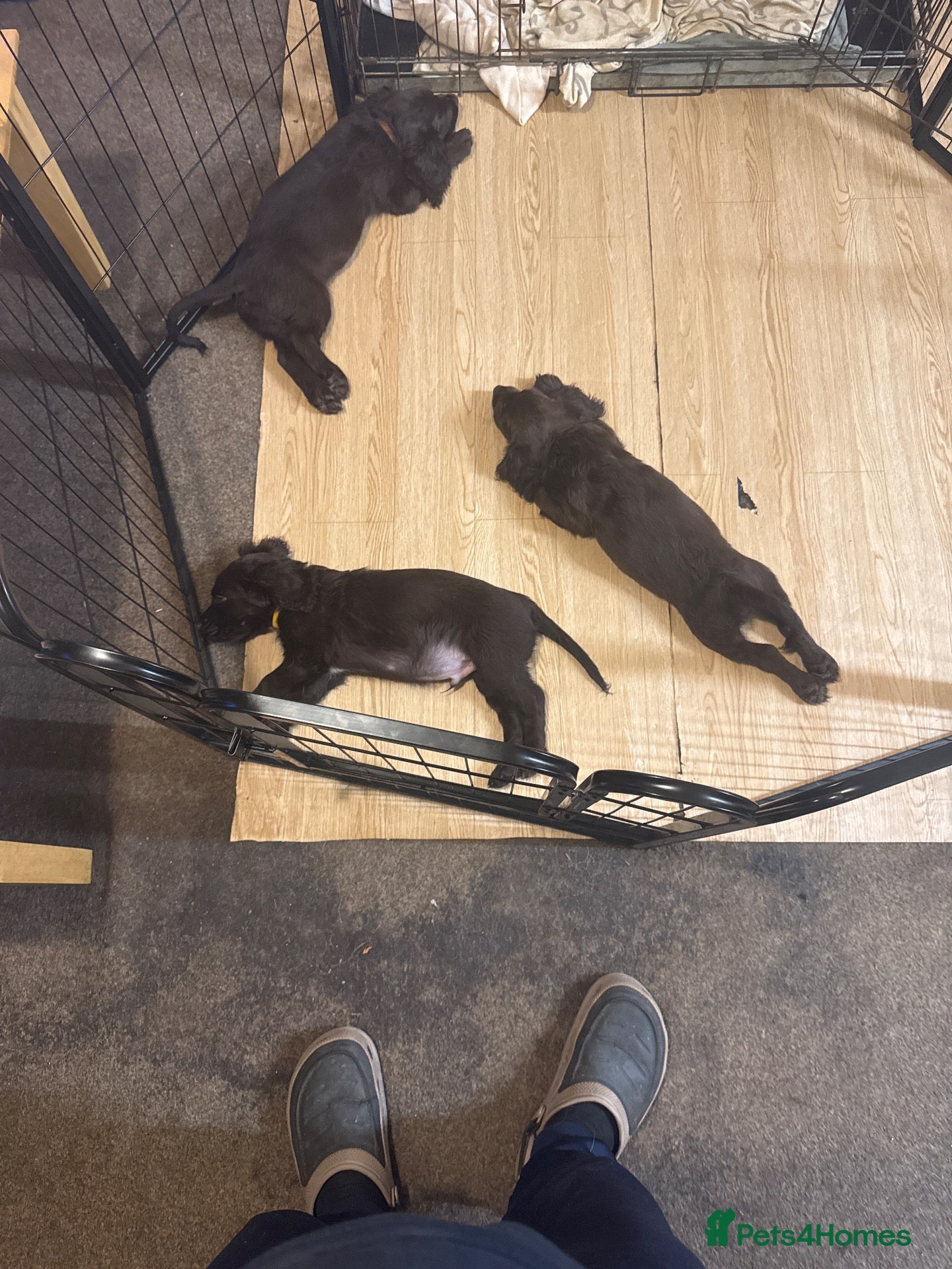 Sprocker dogs for sale: 3 Sprockers for Sale all males  - Advert 2