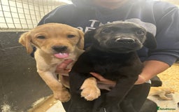 Labrador Retriever dogs for sale: Labrador puppies  - Advert 1