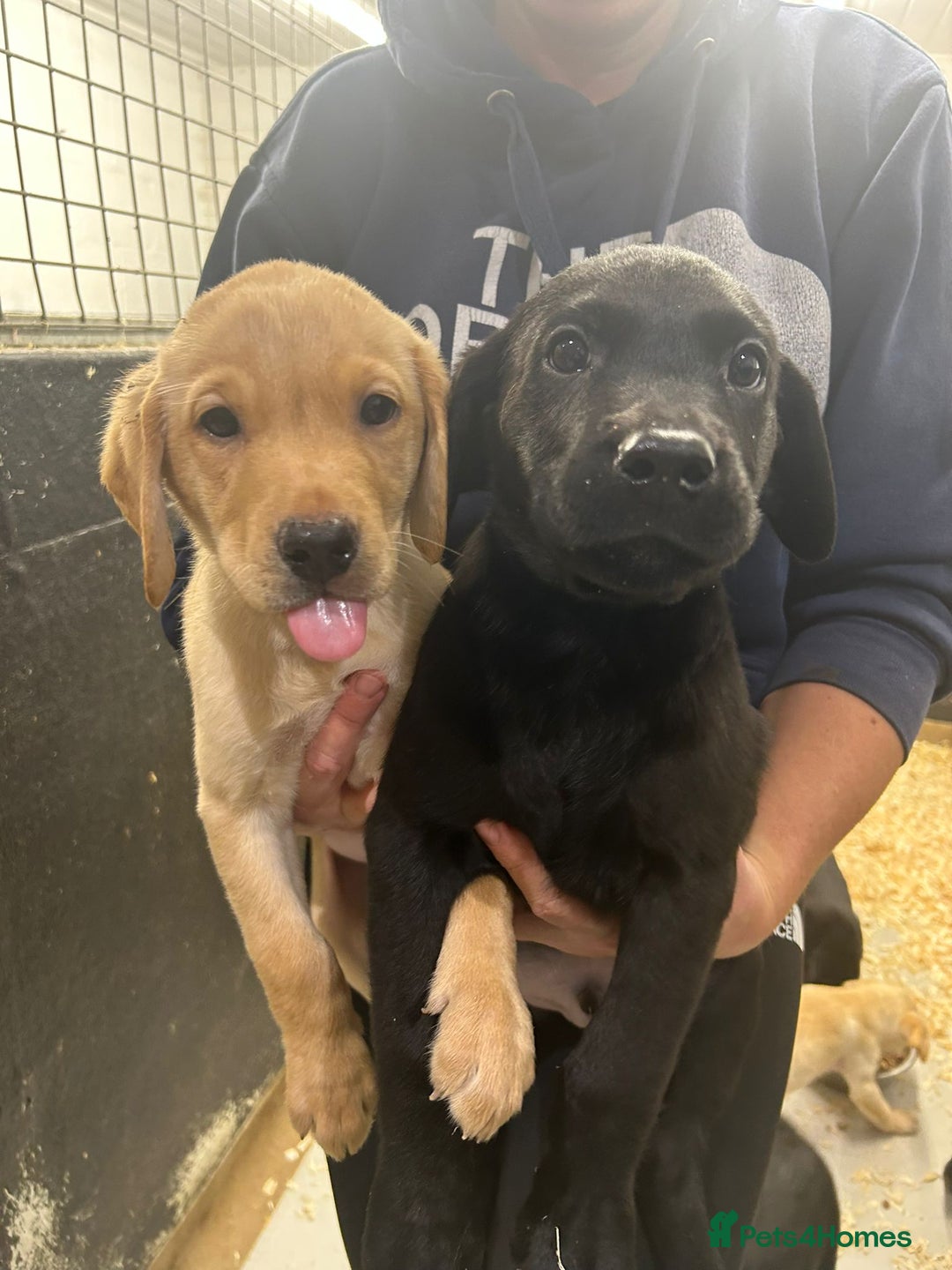 Labrador Retriever dogs for sale: Labrador puppies  - Advert 1