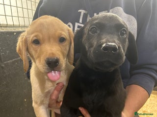 Labrador Retriever dogs Labrador puppies - Advert 15