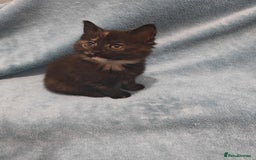 Mixed Breed cats for sale: Beautiful kittes Videos - Advert 13