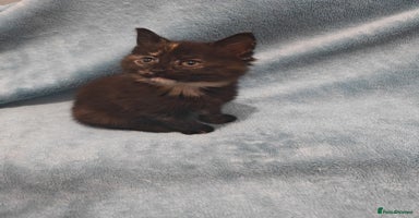 Mixed Breed cats tortoishell kittens Videos - Advert 5