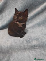 Mixed Breed cats tortoishell kittens Videos - Advert 5