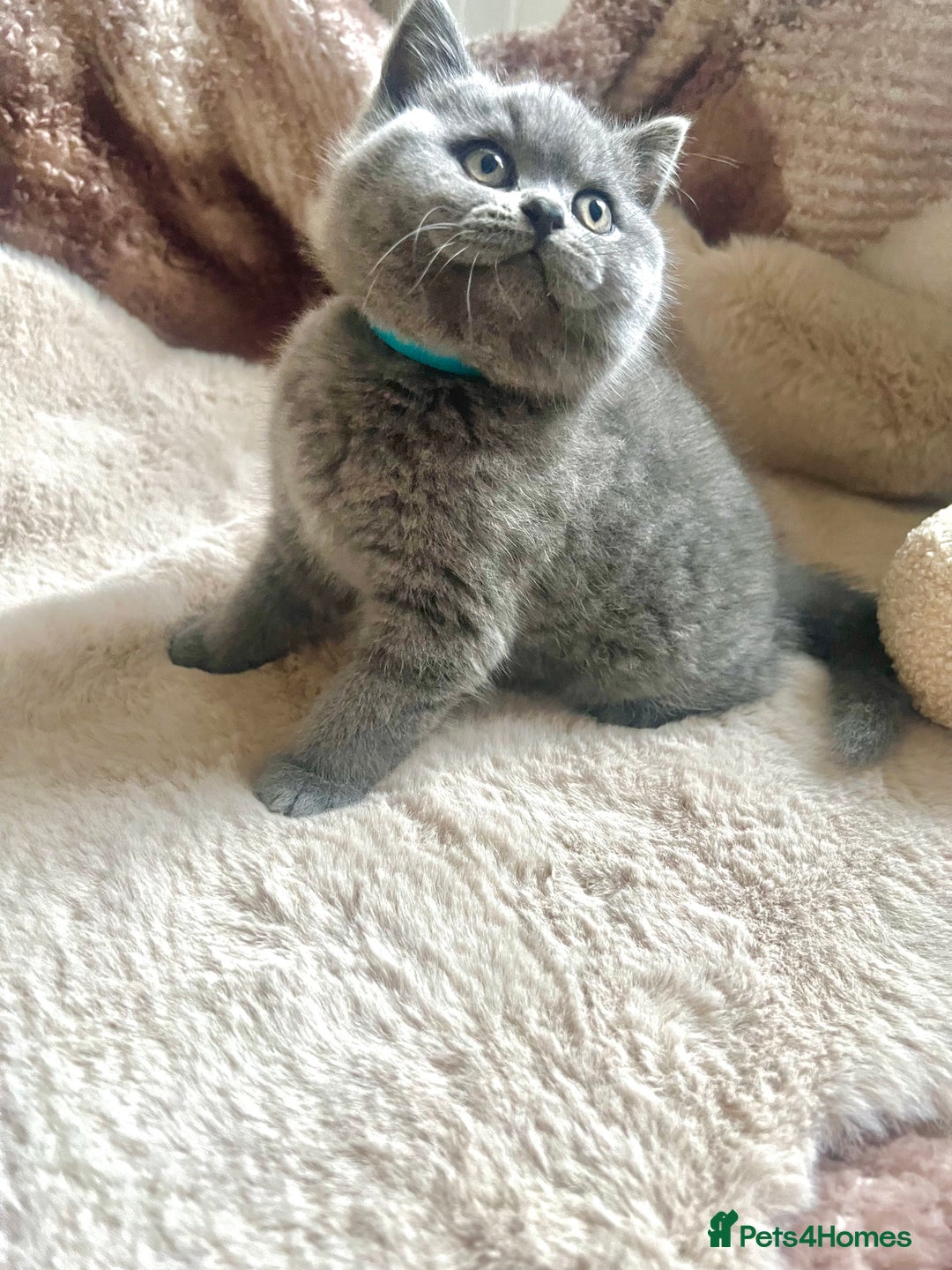 British Shorthair cats for sale: Beautiful Pure bred British shorthair kittens - Image 8