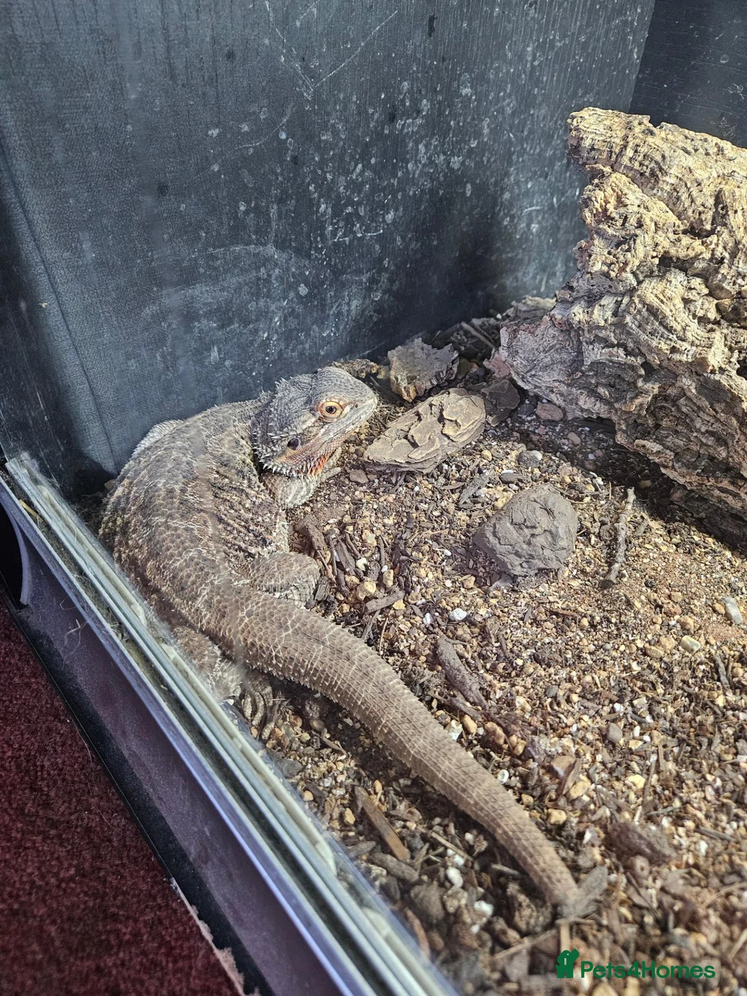 Bearded Dragon reptiles for sale: 3yo bearded dragon - Advert 2