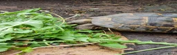 Tortoise reptiles for sale: Mediterranean spur thigh tortoises - hatchlings  - Advert 9