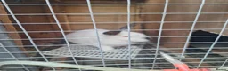 Mixed Breed rabbits for sale: COMPLETE MEAT RABBIT BREEDING COLONY & FULL SETUP - Advert 6