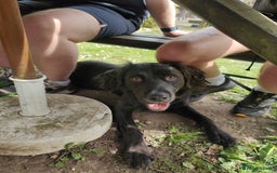 Mixed Breed dogs for sale: Sprollie pup - Image 8