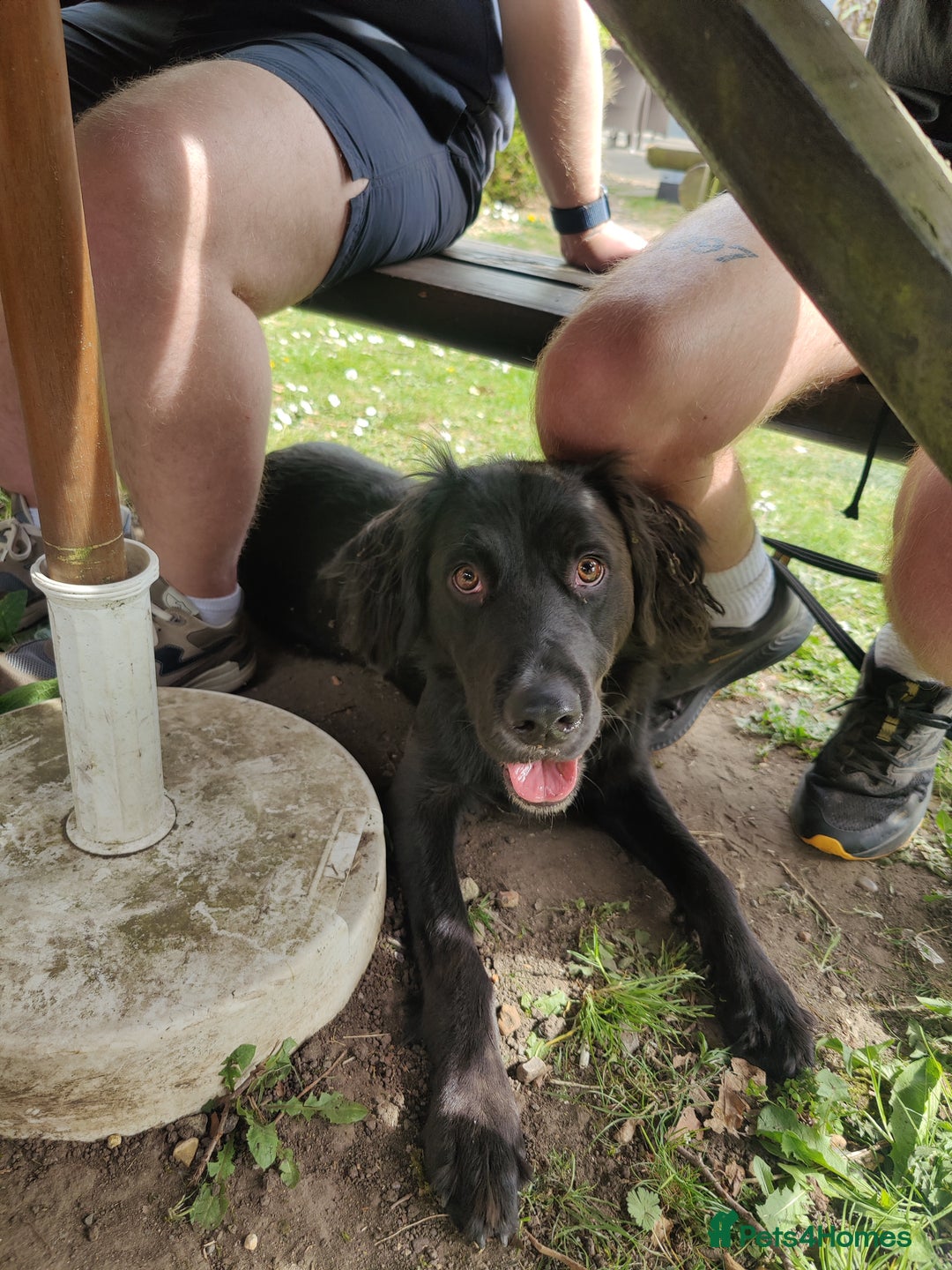 Mixed Breed dogs for sale: Sprollie pup - Image 8