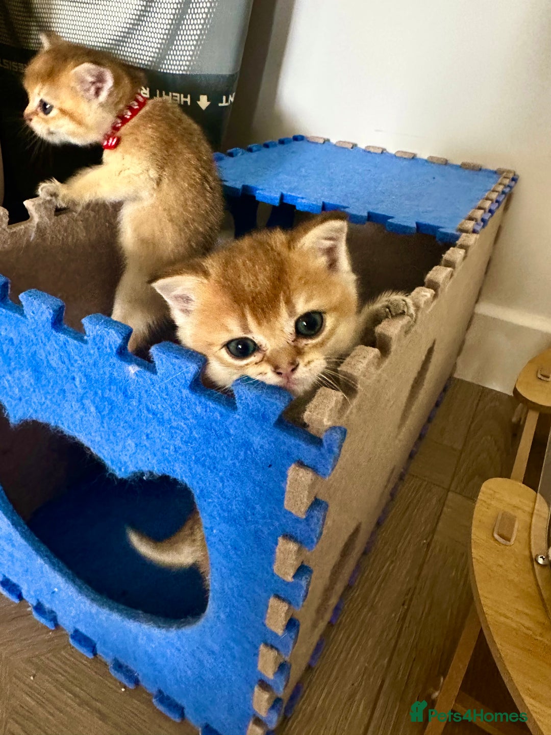 British Shorthair cats for sale: GCCF BSH fluffy kittens - Image 3