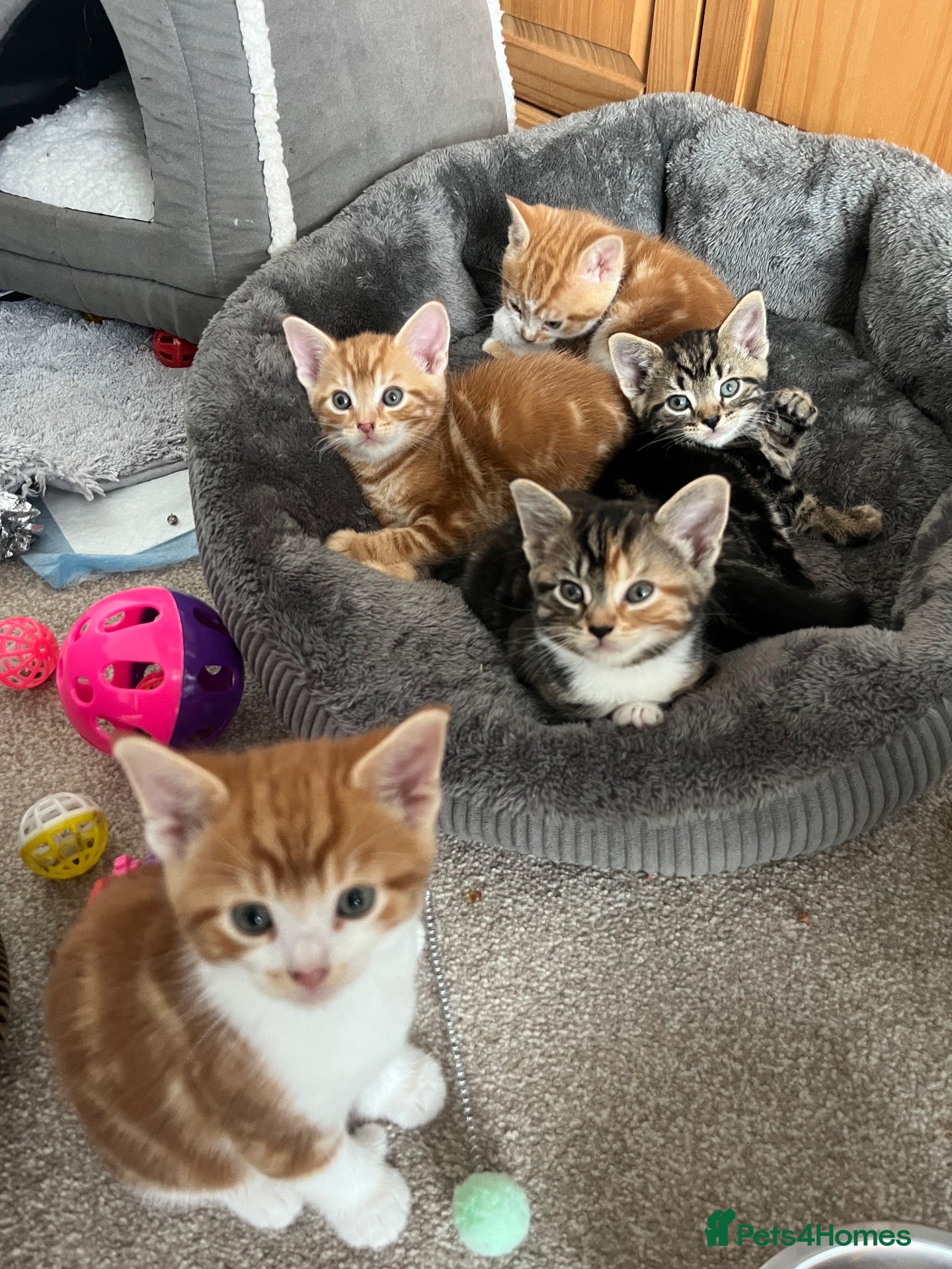 Domestic Shorthair cats Beautiful male kittens  - Advert 1