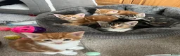 Domestic Shorthair cats for sale: Beautiful male kittens  - Advert 1