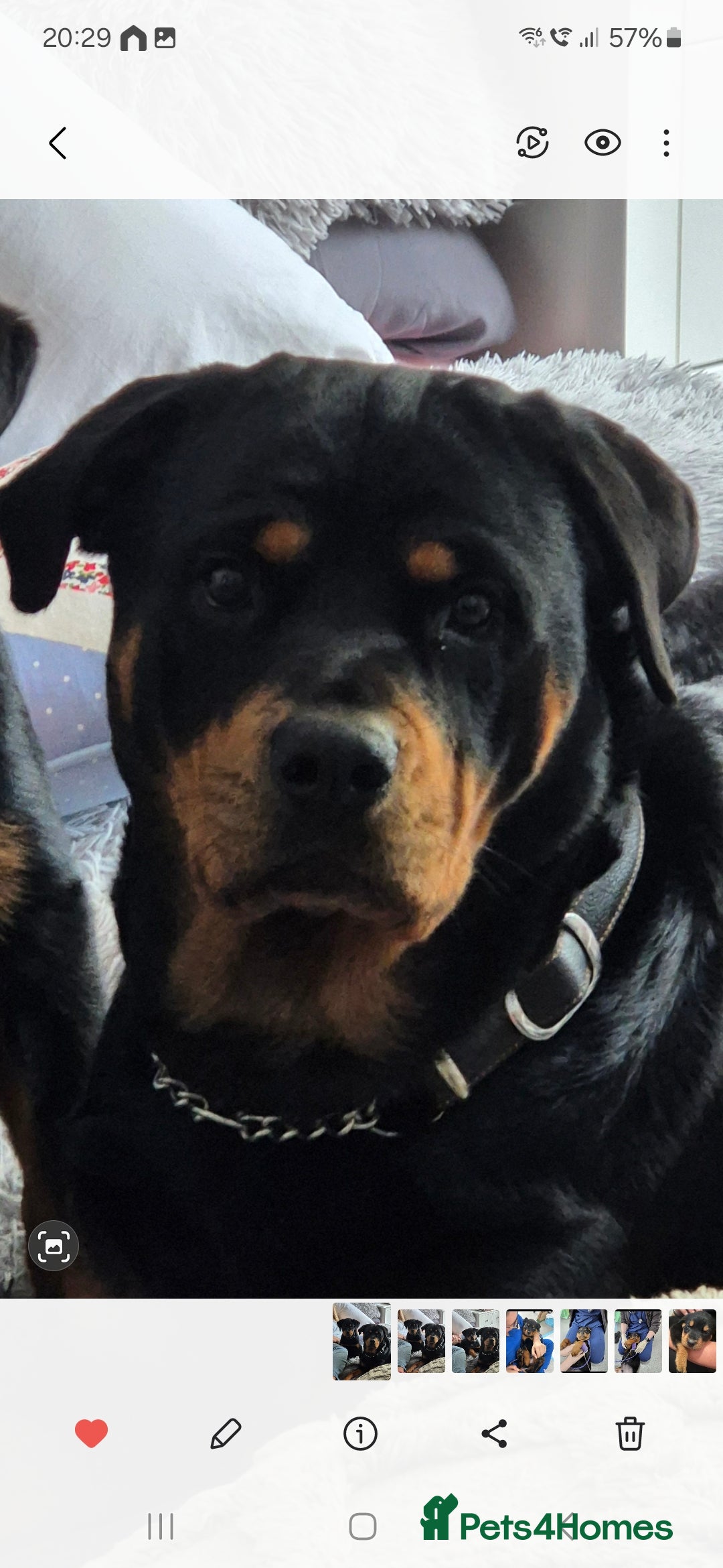 Rottweiler dogs for sale: Stunning Rottweiler Puppies - Image 7