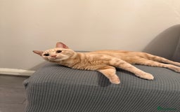 Mixed Breed cats for sale: Energetic Orange Tabby Mix Looking for a  Home  - Image 6