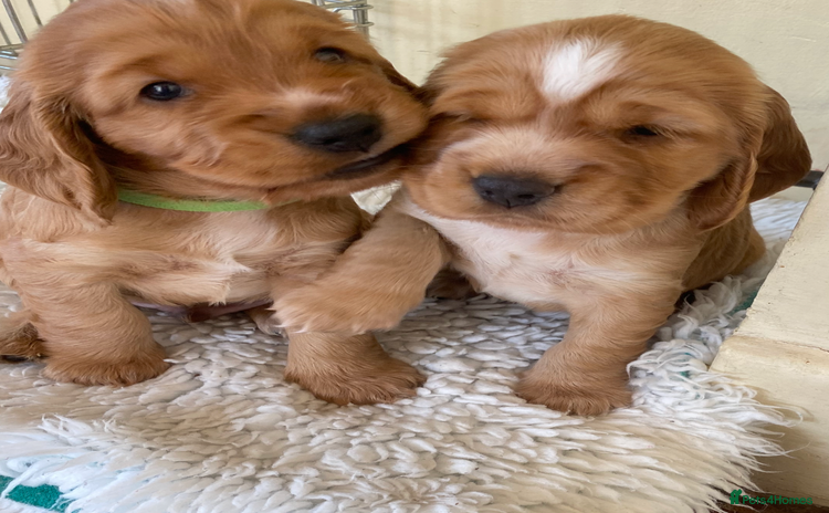 Cocker Spaniel dogs - Advert 12