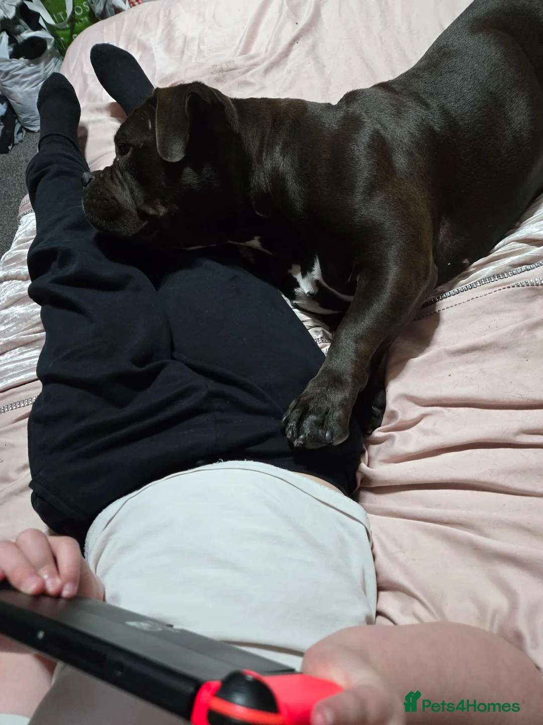 American Bulldog dogs for sale: Beautiful pocket bully  - Advert 16