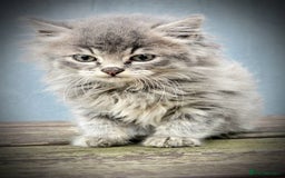 Mixed Breed cats for sale: Grey female kitten - Image 3