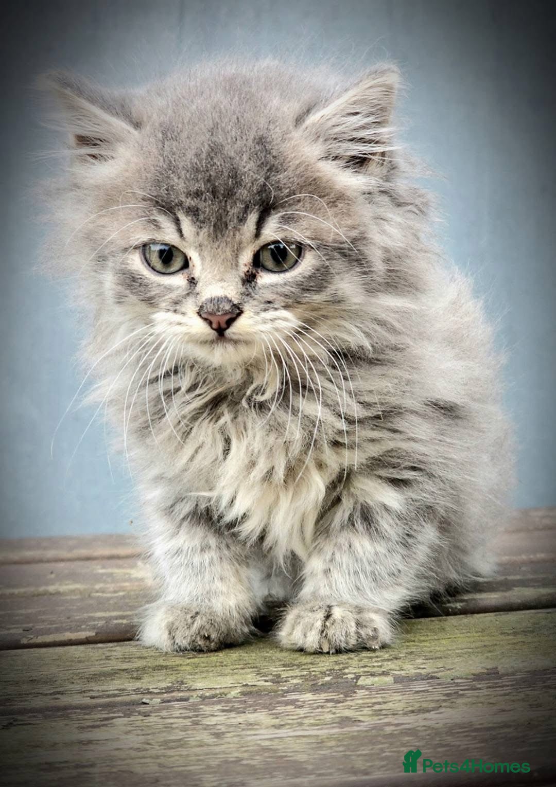 Mixed Breed cats for sale: Grey female kitten - Image 3