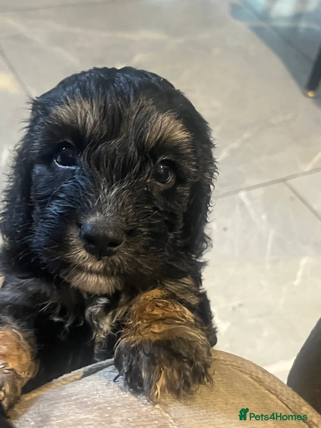 Cockapoo dogs for sale: 6 F1 cockapoo puppies  - Advert 3
