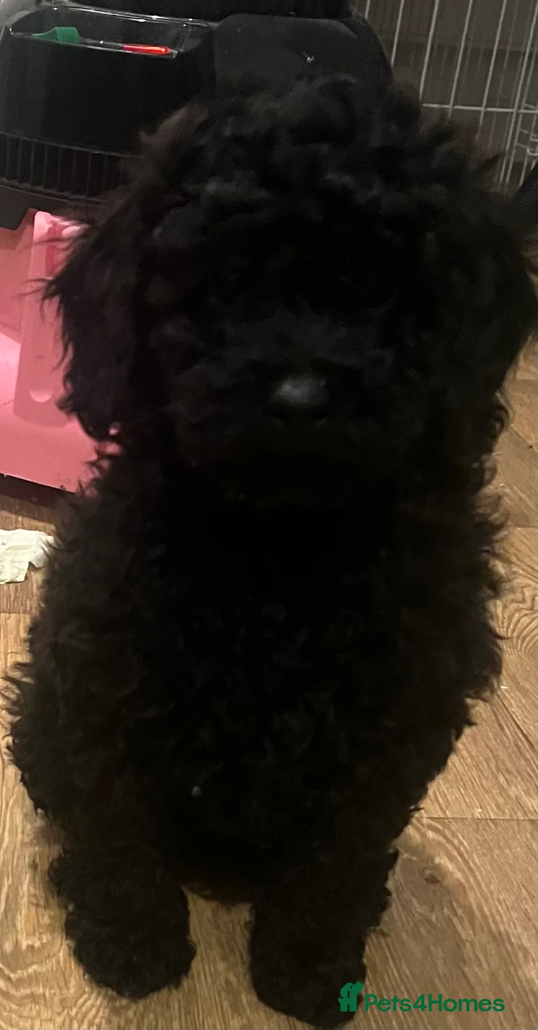 Cavapoo dogs for sale: F1b Cavapoo puppies  - Advert 2