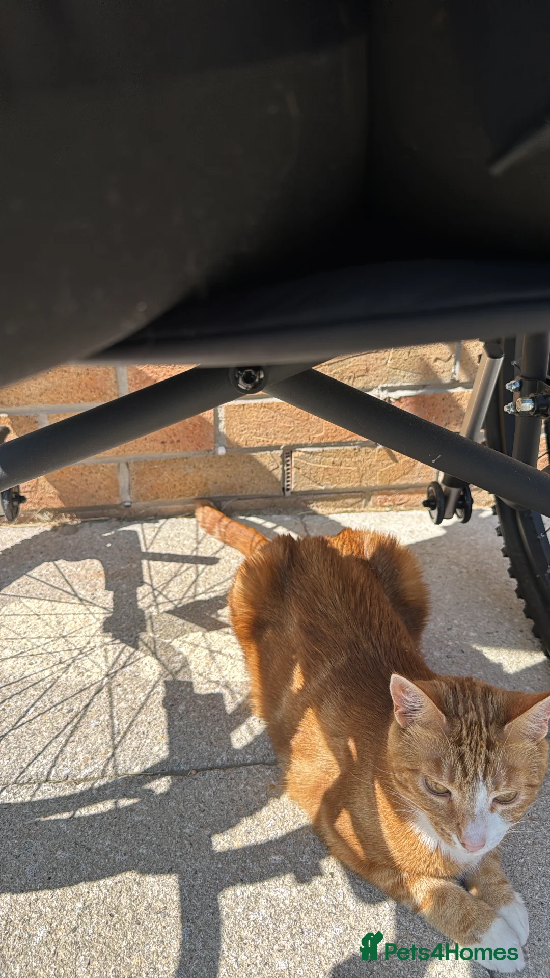 Mixed Breed cats for sale: Marla cat she’s 3 not 2 I can’t change  - Advert 18