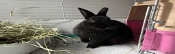 Mixed Breed rabbits for sale: Beautiful Rabbits Looking for Loving Homes 🐰 - Advert 5