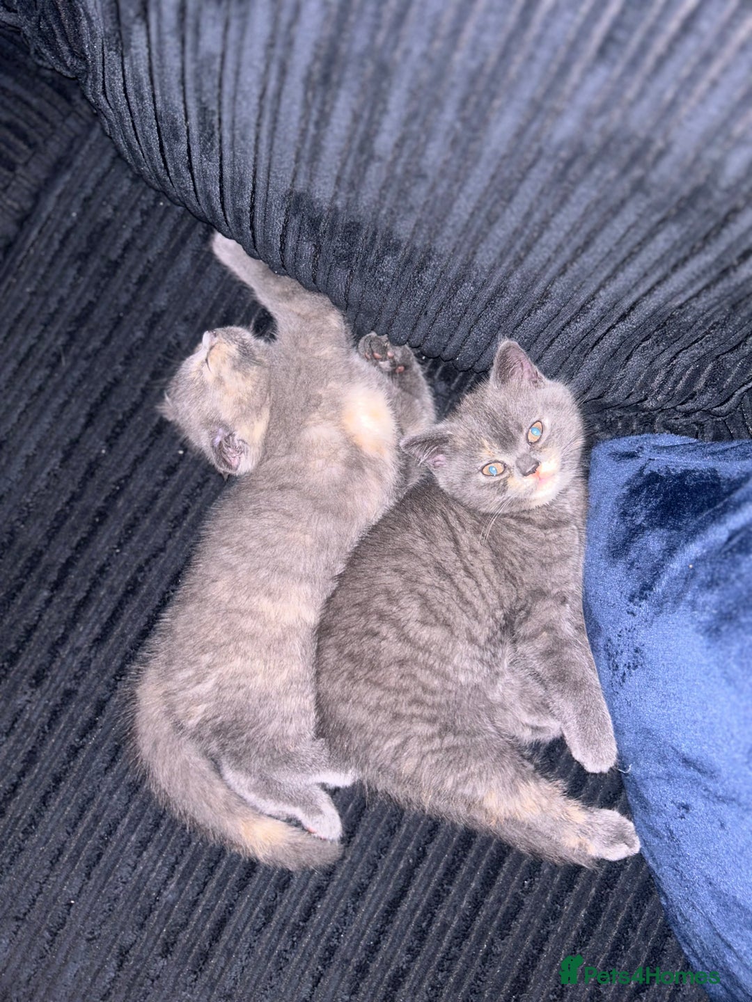 Scottish Fold cats for sale: Scottish Fold/BSH Mixed Kittens - Image 2