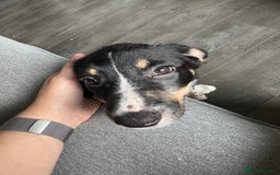 Border Collie dogs for sale: Border Collie Pup Dahlia  - Image 6