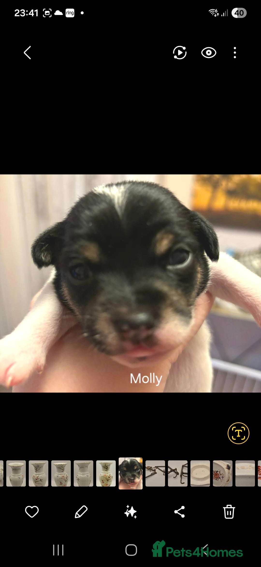Mixed Breed dogs for sale: Beautiful Chihuahua x Jack Russell Puppies  - Advert 1