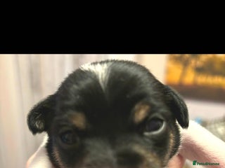 Mixed Breed dogs Beautiful Chihuahua x Jack Russell Puppies - Advert 1