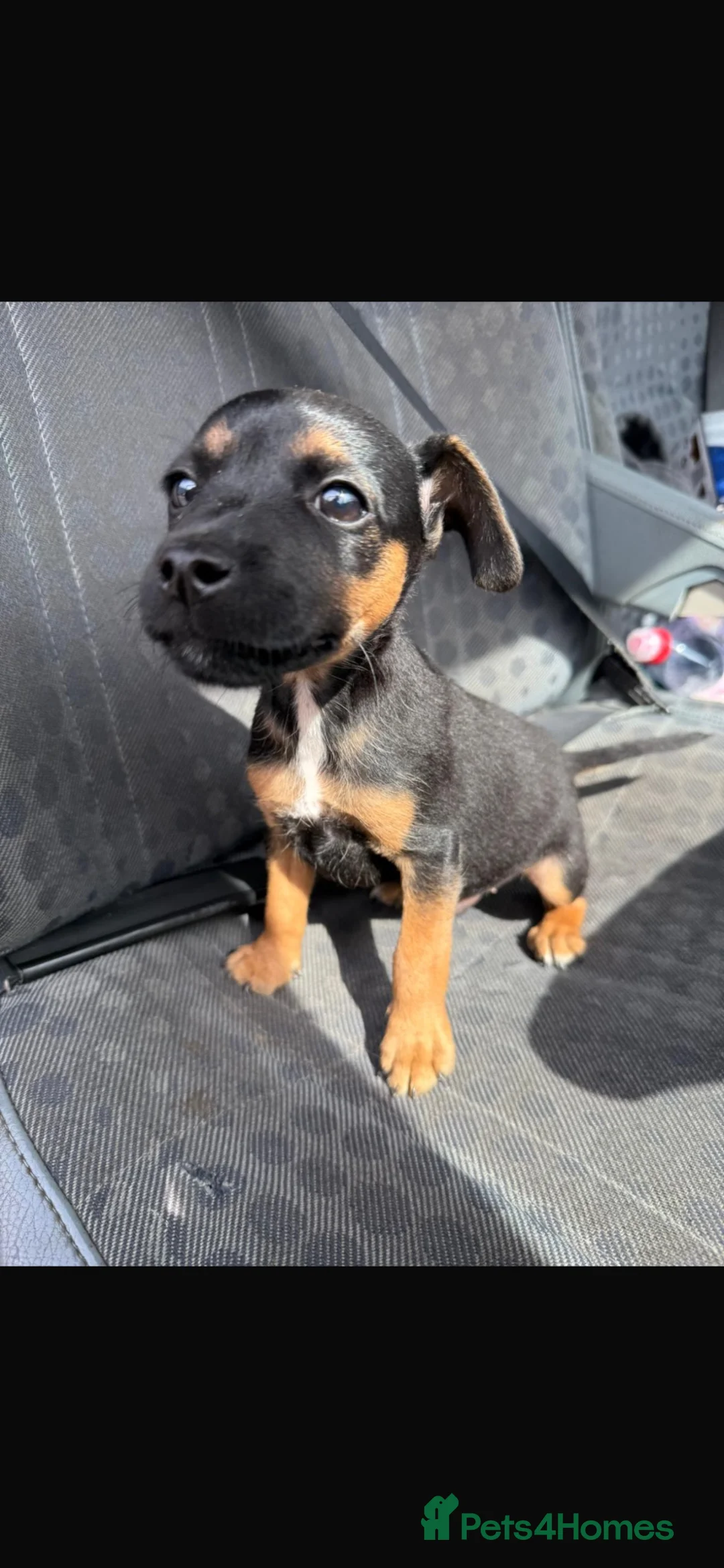 Patterjack dogs for sale: Patterjack terrier puppies  - Advert 5
