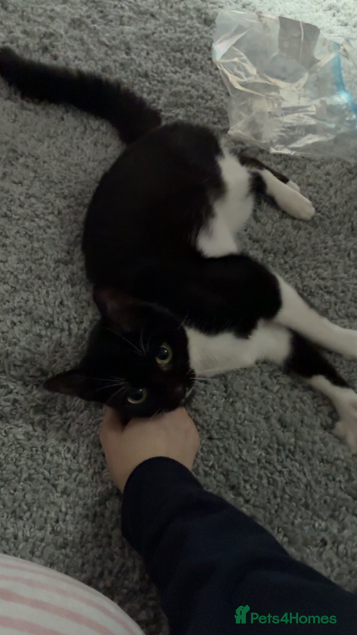 Mixed Breed cats Lexi.  - Advert 1