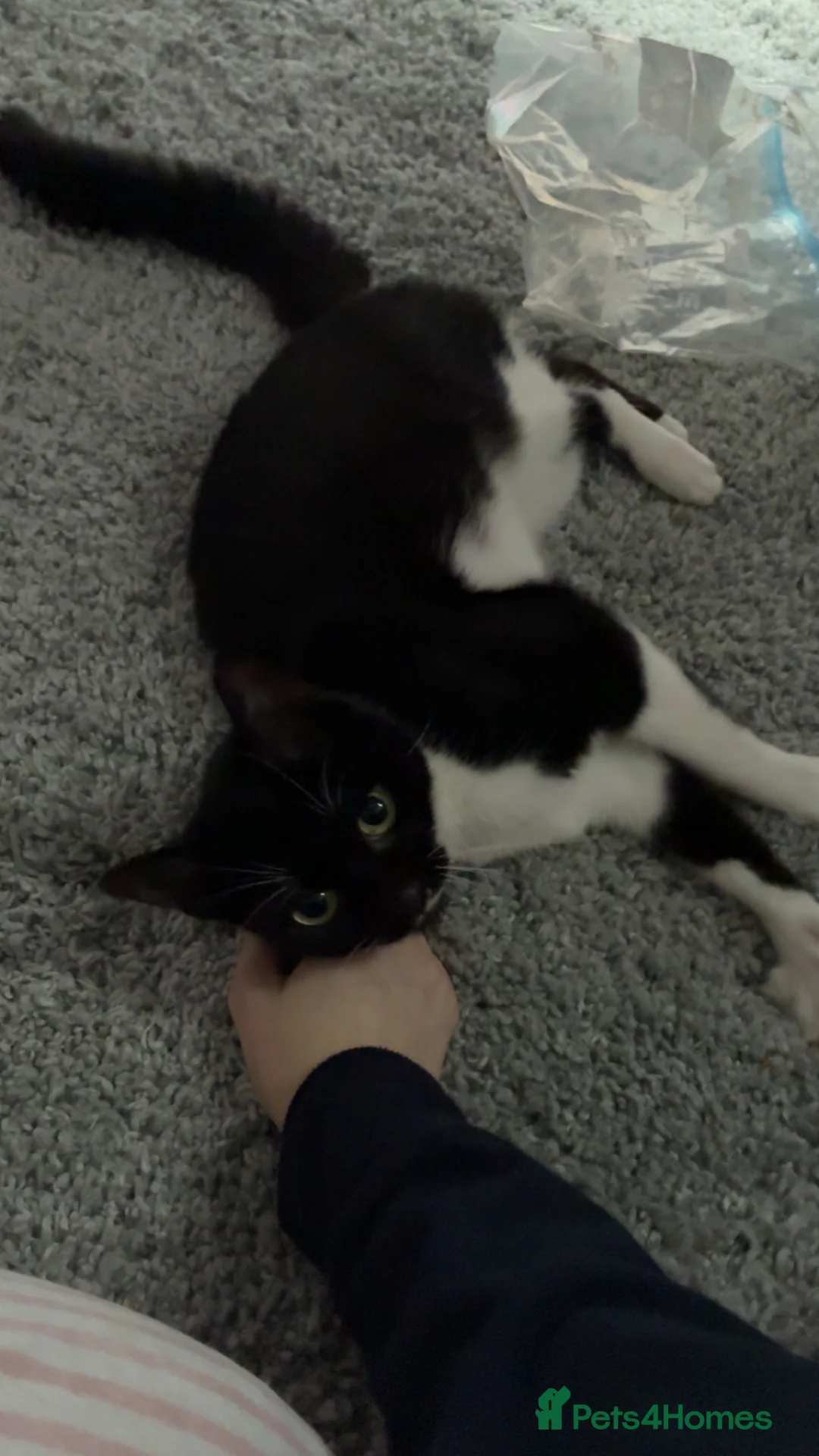 Mixed Breed cats for sale: Lexi.  - Advert 1