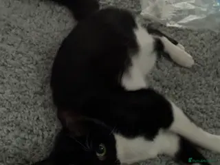 Mixed Breed cats Lexi. - Advert 1