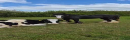 Welsh Section D horses for sale: 2 year old Elvis in Spilsby - Advert 2
