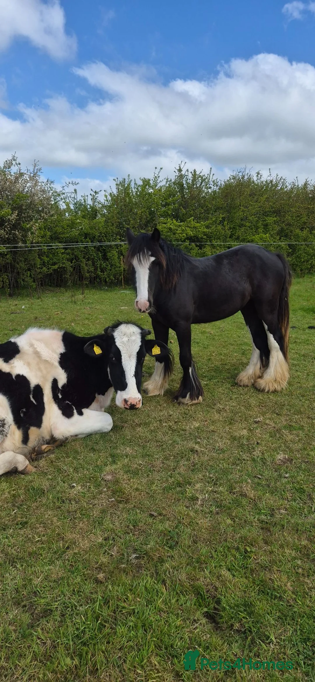 Welsh Section D horses for sale: 2 year old Elvis in Spilsby - Advert 2