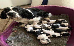 English Springer Spaniel dogs for sale: English Springer Spaniel Puppies - Image 28