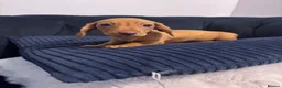 Miniature Dachshund dogs for sale: REDUCED AND READY for their new homes! KC PUPPIES! - Advert 22