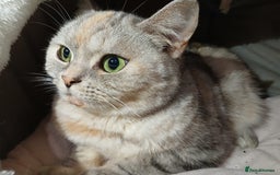 Mixed Breed cats for sale: Kitty - Image 1