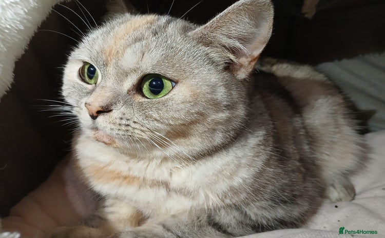 Mixed Breed cats - Advert 2