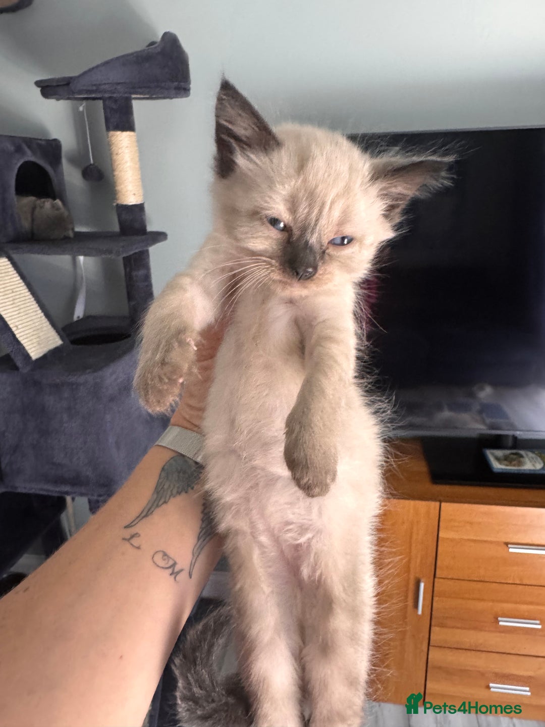 Ragdoll cats for sale: 3 stunning ragdoll x kittens - Image 8