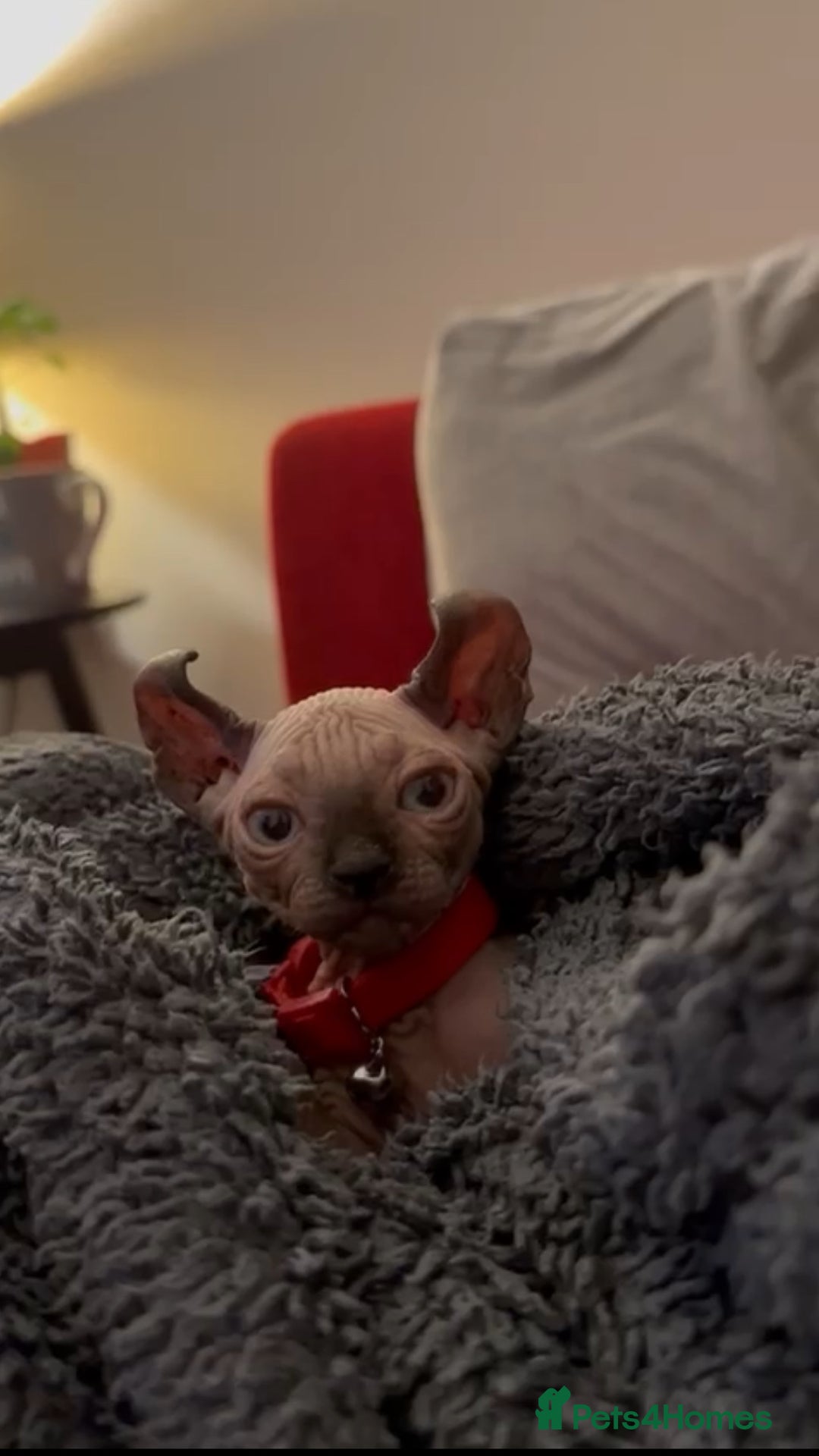 Sphynx cats for sale: Sphynx - Image 2