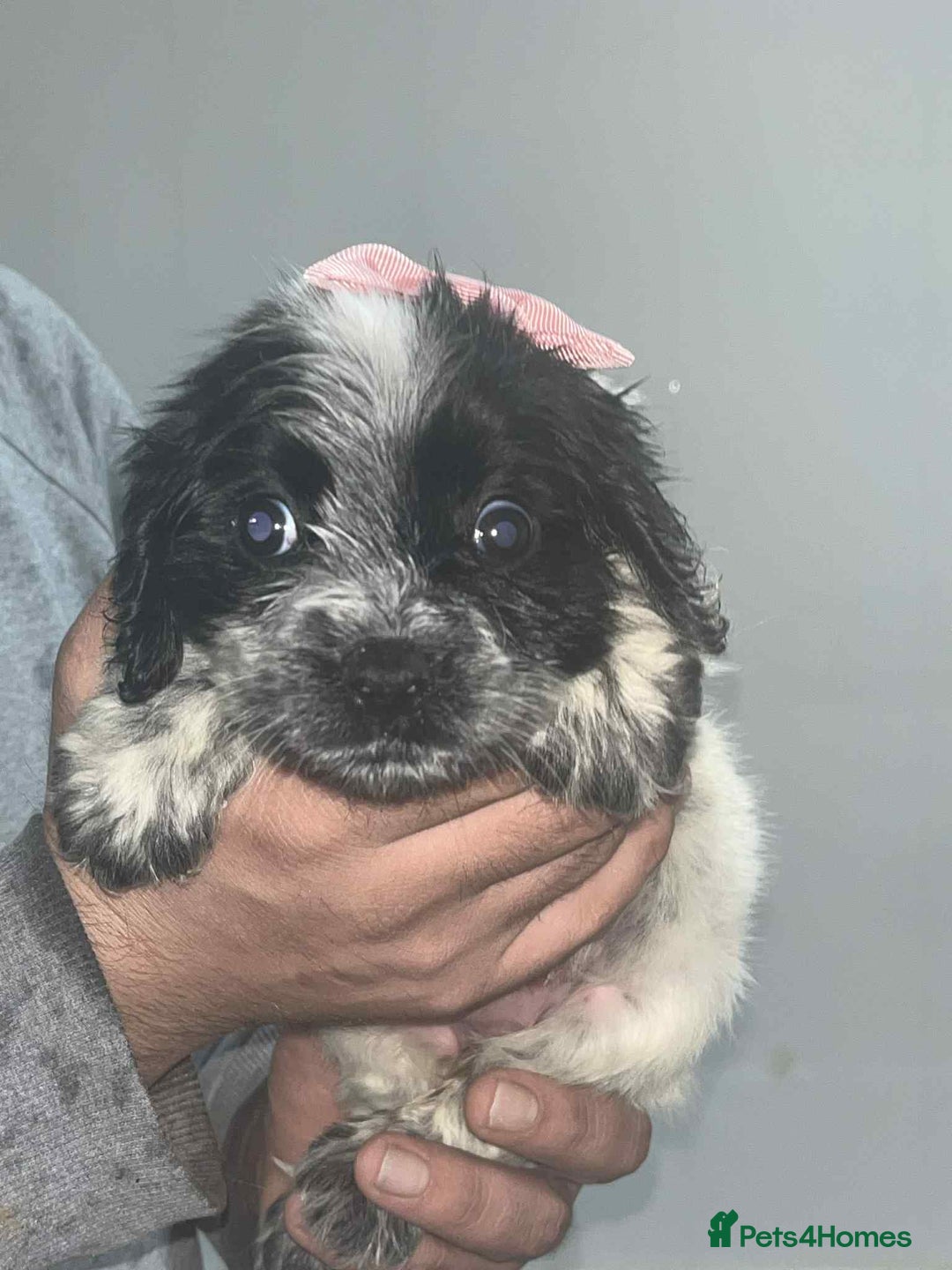 Cocker Spaniel dogs for sale: Cocker Spaniel girl puppies - Advert 9