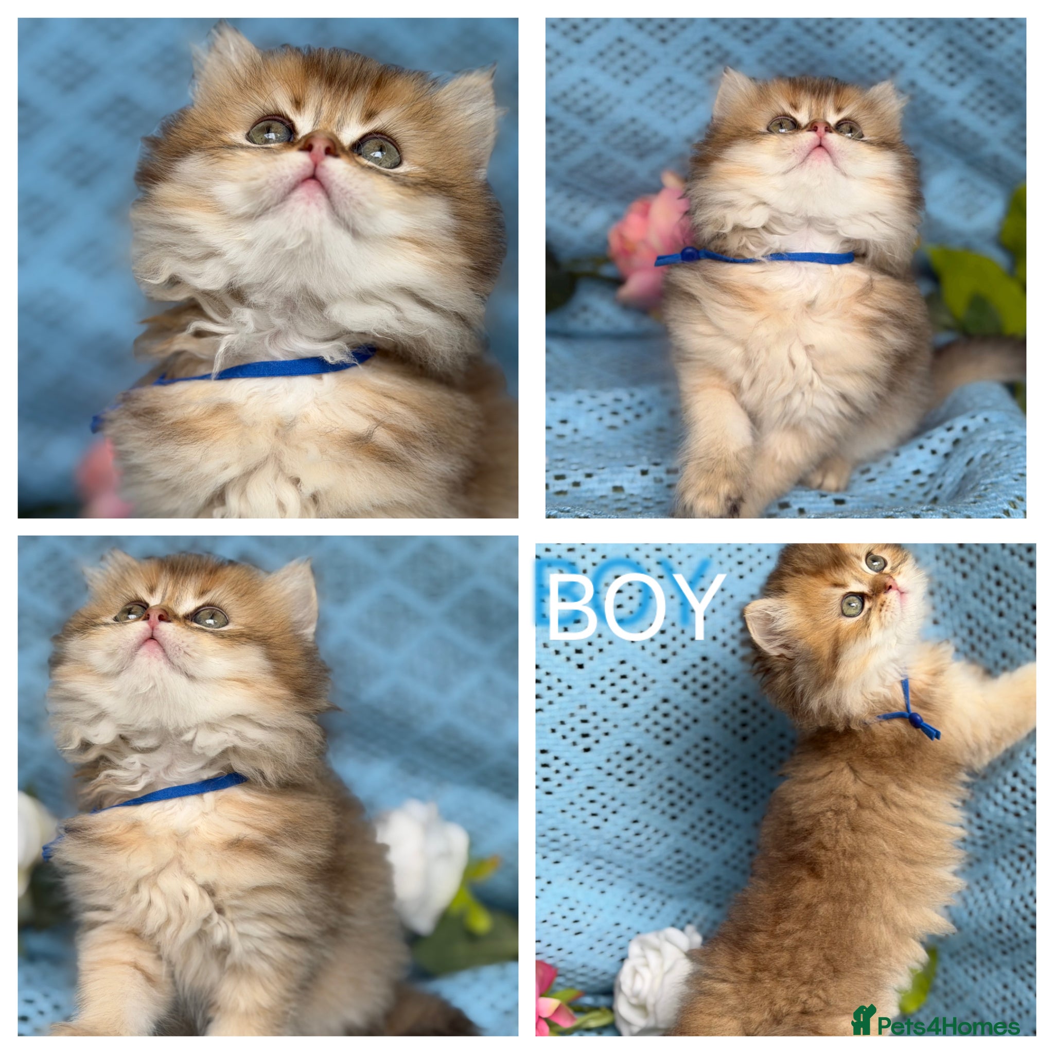 British Longhair cats British Longhair golden shaded kittens TICA - Advert 4