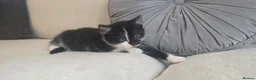 Mixed Breed cats for sale: Mother and kitten looking for a home  - Advert 5