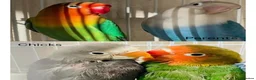 Lovebirds birds for sale: 2 x Baby LoveBirds - Advert 8