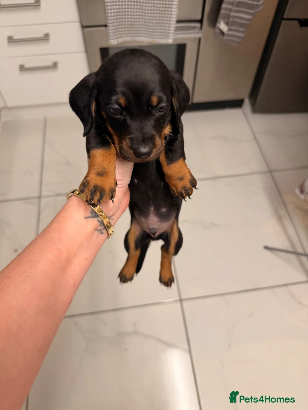 Dachshund dogs for sale: Miniature dachshunds  - Advert 10